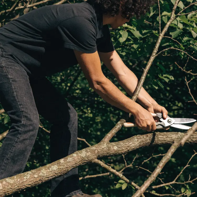 Tree Pruning with Pruning Shears