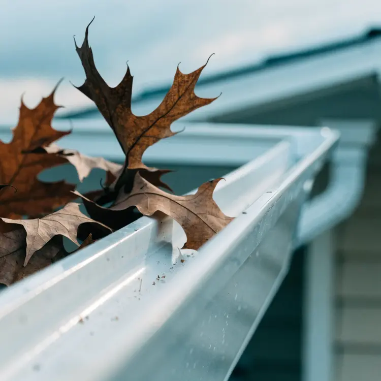 Clogged Rain Gutter Full of Autumn Leaves
