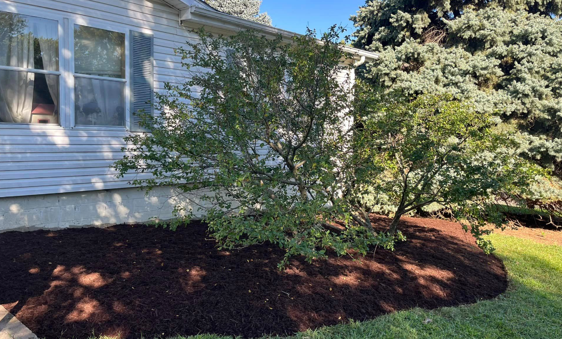 Fresh Mulch Bed with Trees & Shrubs – Side Yard Landscaping