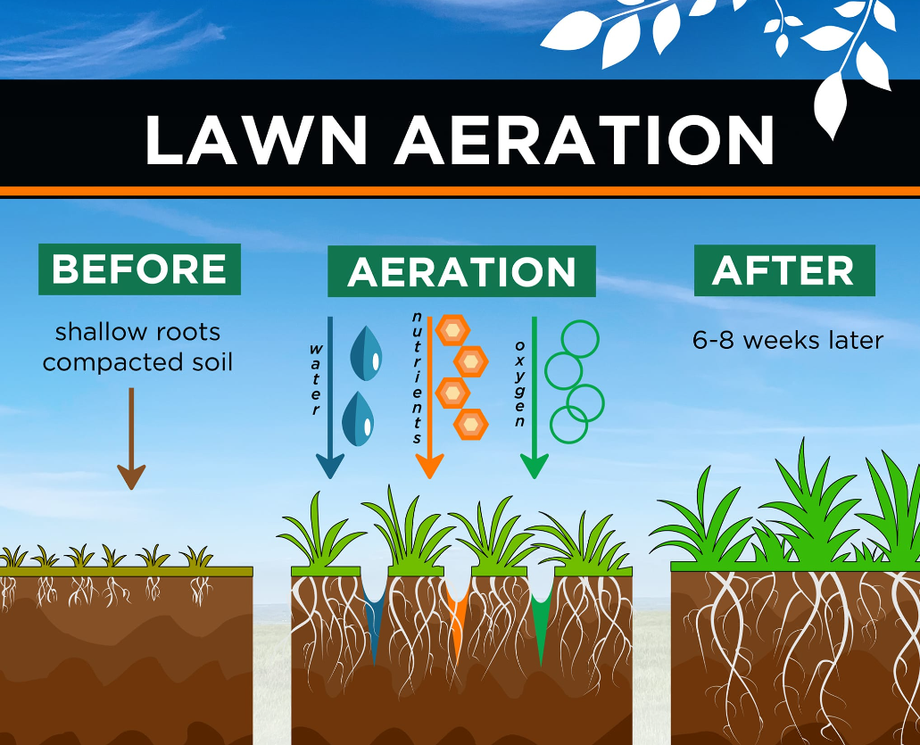 Lawn Aeration Before & After – Healthier Roots in 6–8 Weeks