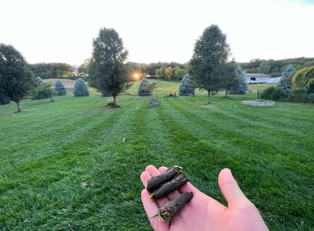 Mole Control Results on a Beautifully Maintained Lawn