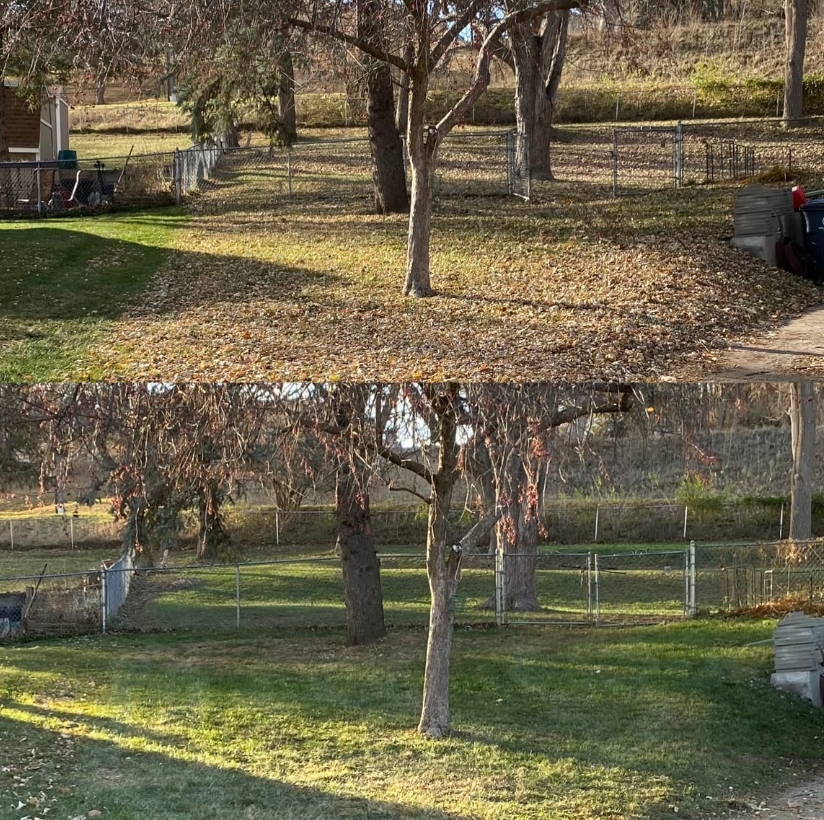 Fall Leaf Cleanup – Before & After Yard Comparison