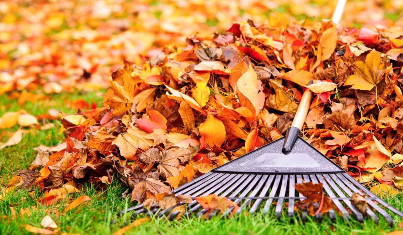 Fall Leaf Removal and Yard Cleanup
