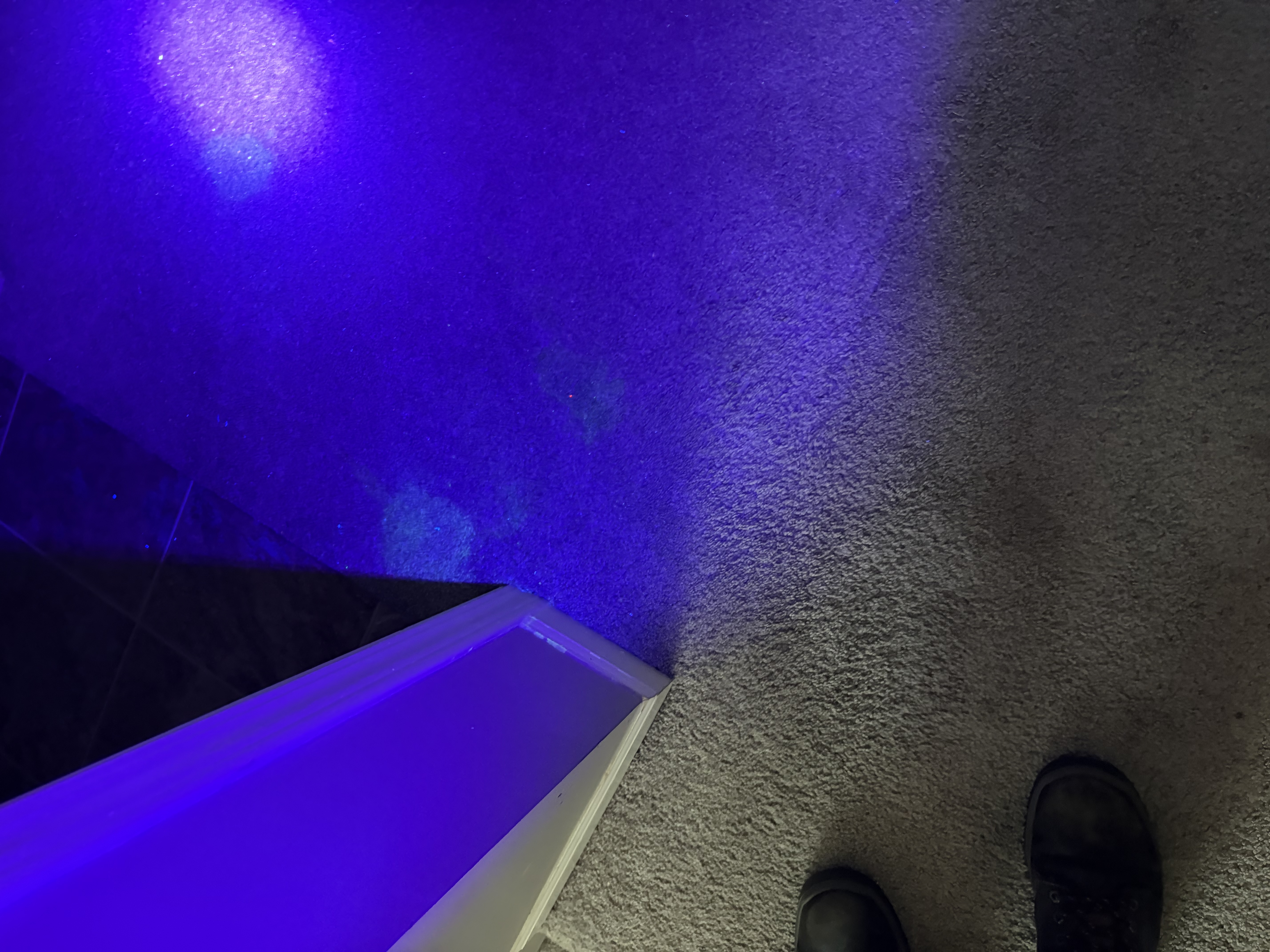 UV Black Light Stain Detection on Carpet
