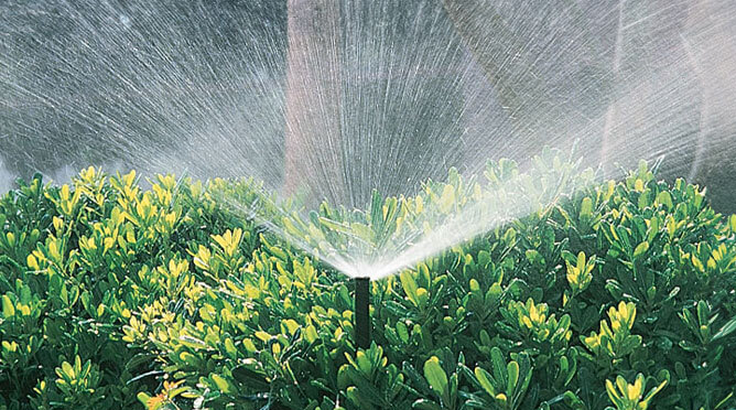 Sprinkler System in Action Over Green Shrubs