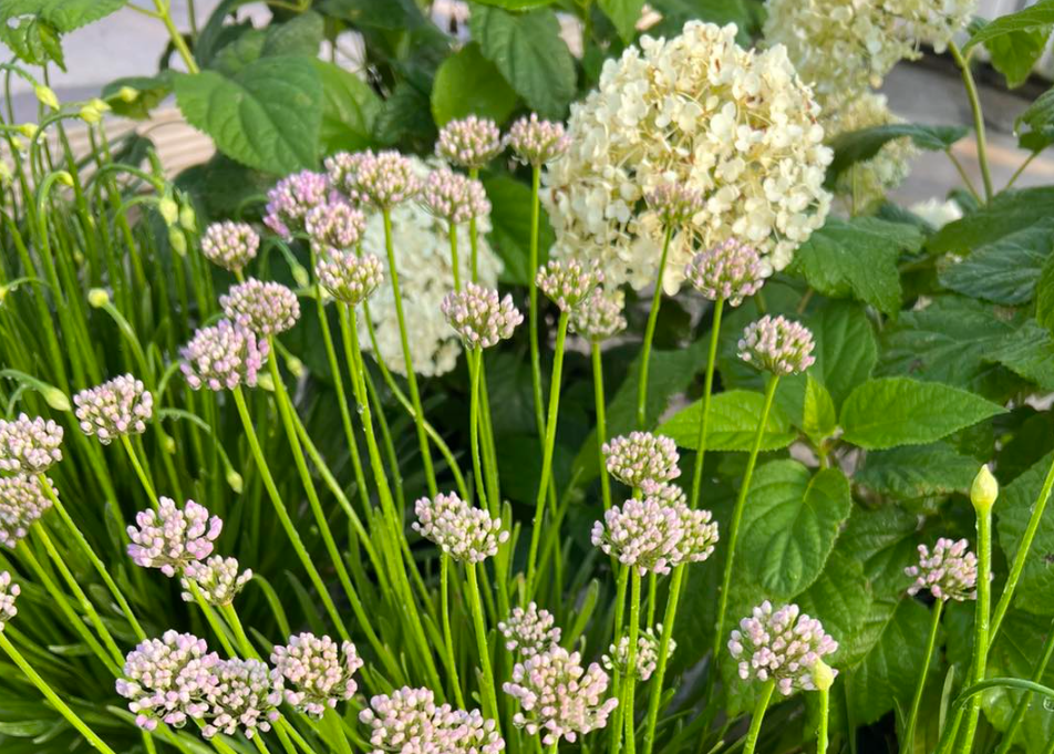 Garden Bed with Allium & Hydrangea Planting Design