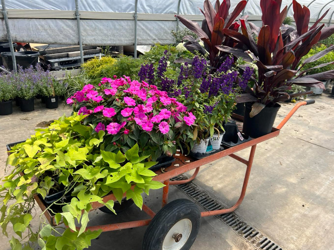 Colorful Plant Selection for Landscape Installation