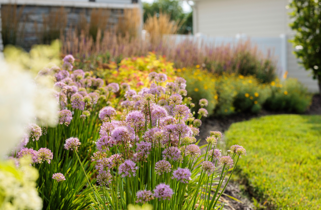Perennial Garden Border with Allium Blooms