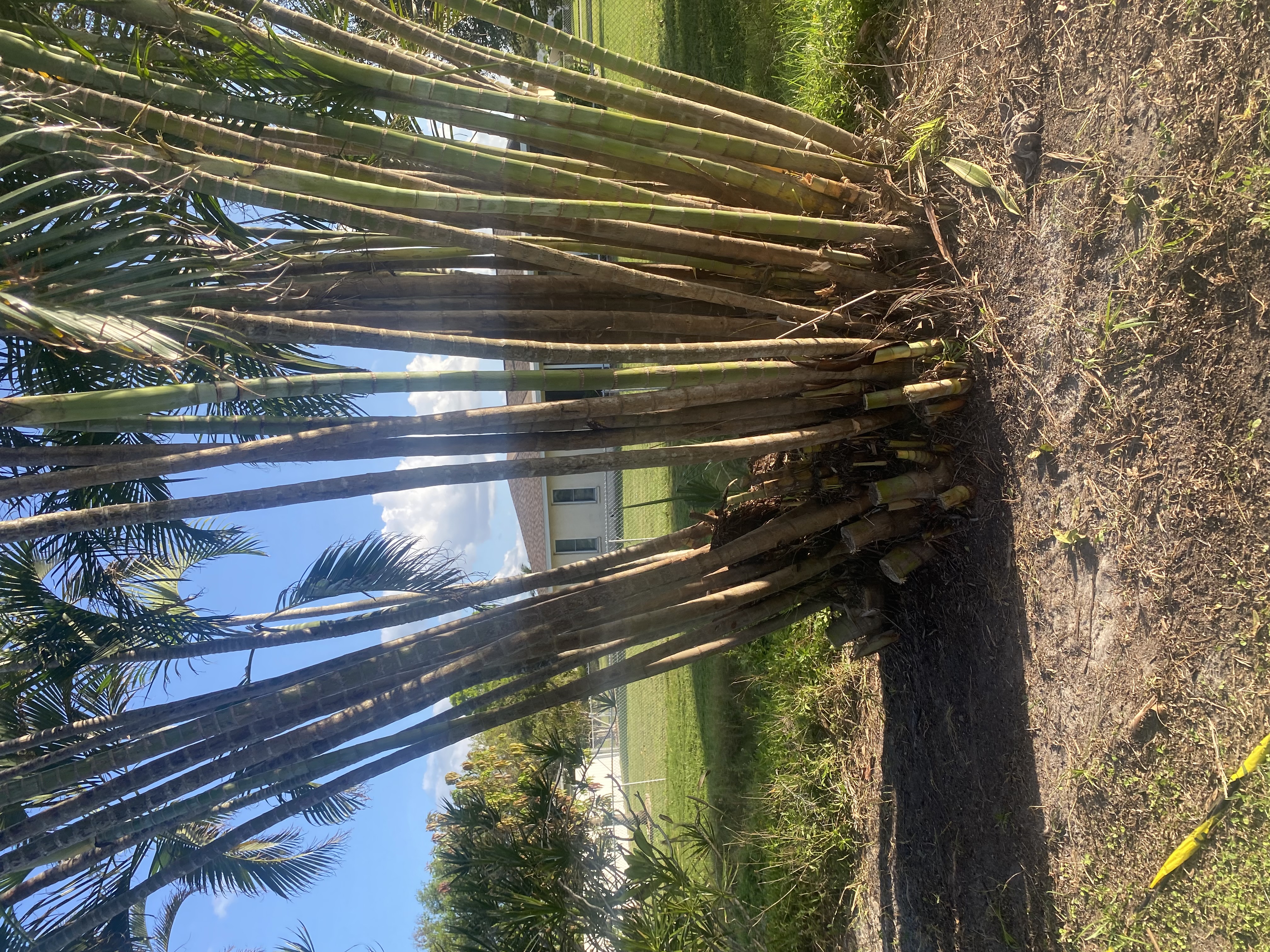 Multi-Trunk Palm Cluster Trimming & Maintenance