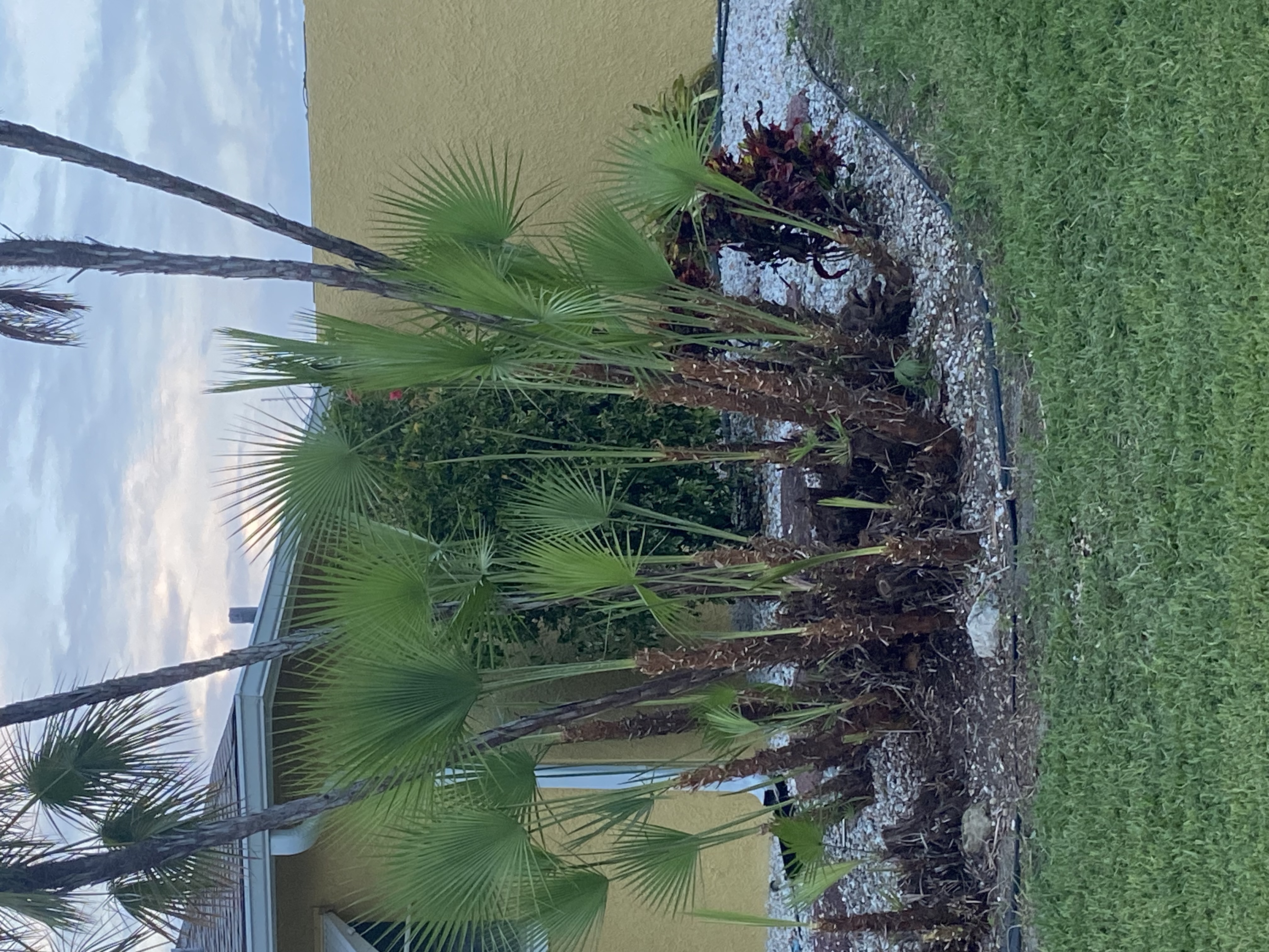 Fan Palm Cluster Landscaping & Maintenance – Cape Coral, FL