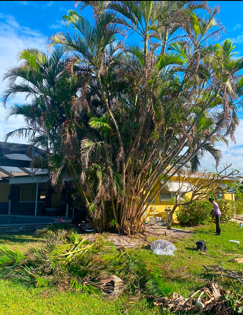 Residential Palm Tree Trimming & Cleanup – Cape Coral, FL