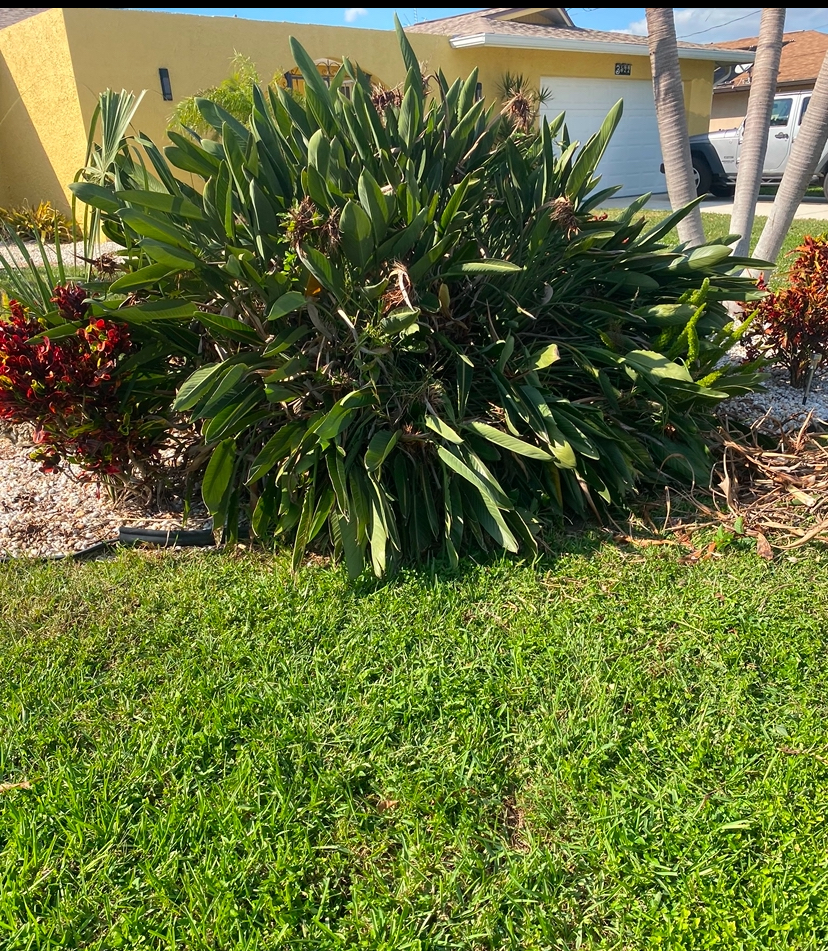 Tropical Shrub Maintenance – Front Yard Landscaping