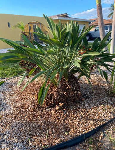 Palm Plant Trimming & Gravel Bed Maintenance in Cape Coral