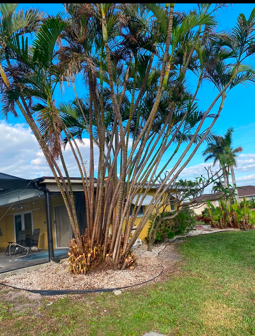 Areca Palm Cluster Trimming & Maintenance – Cape Coral, FL