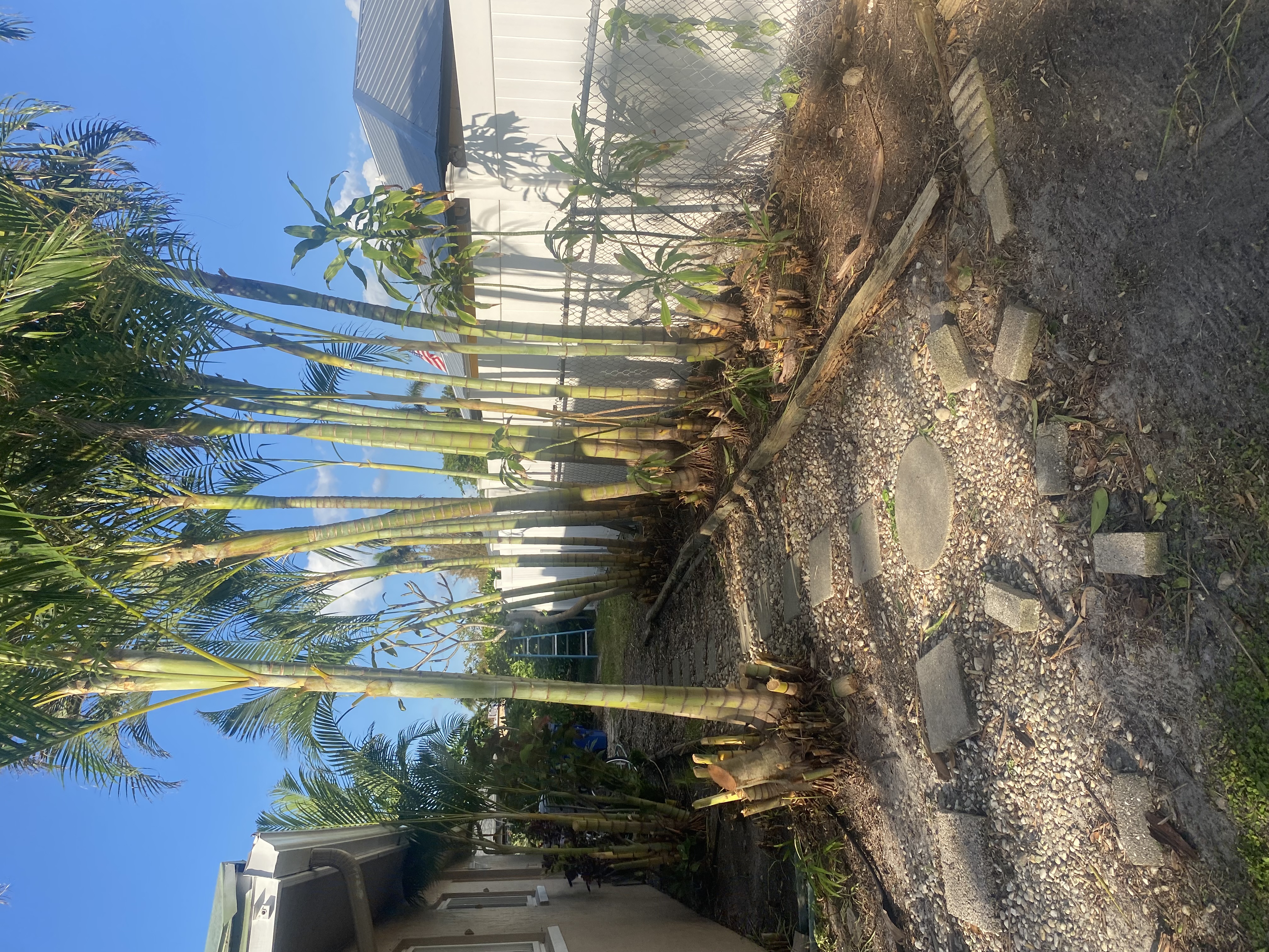 Tropical Palm Pathway Maintenance – Cape Coral Side Yard