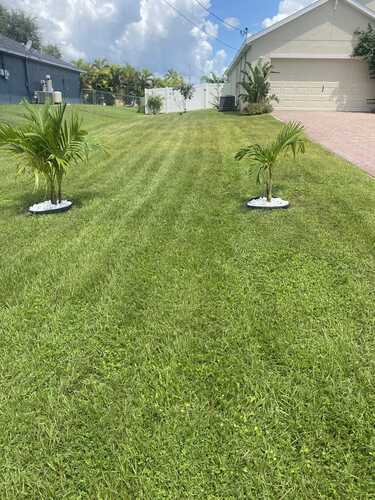 Freshly Mowed Front Lawn with Palm Tree Accents
