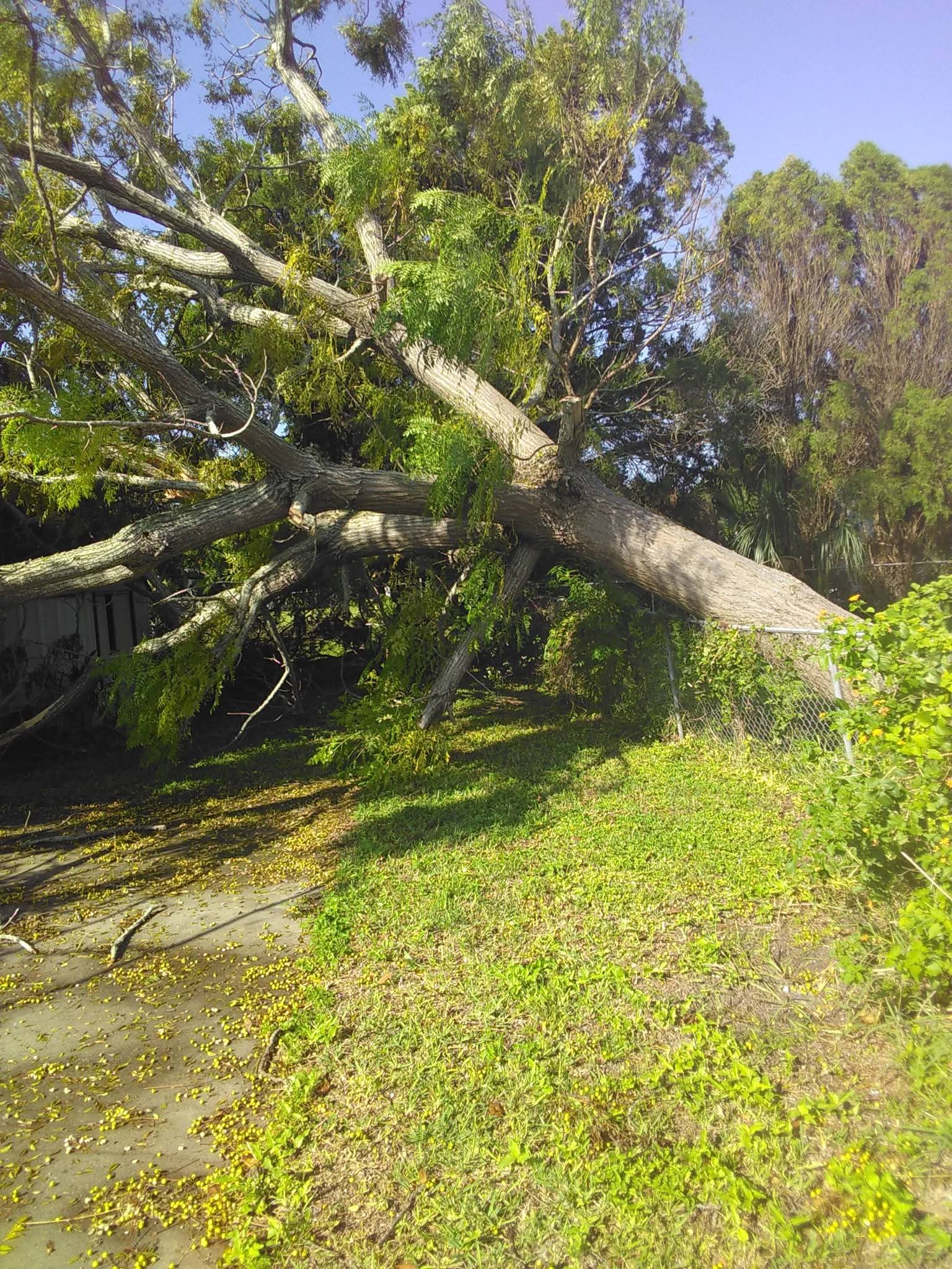 Storm Damage Tree Removal & Land Clearing