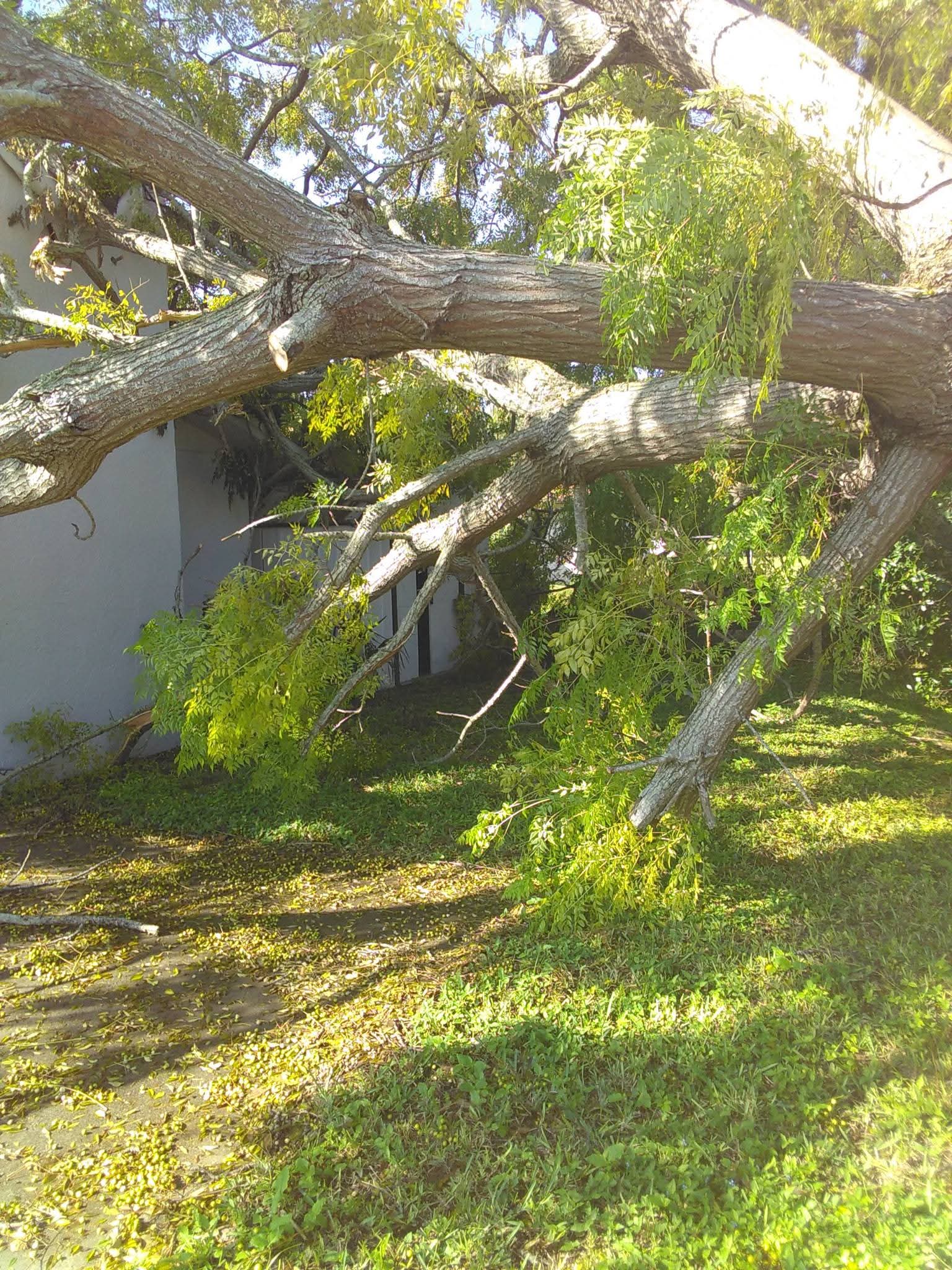 Storm Damage Tree Removal & Land Clearing