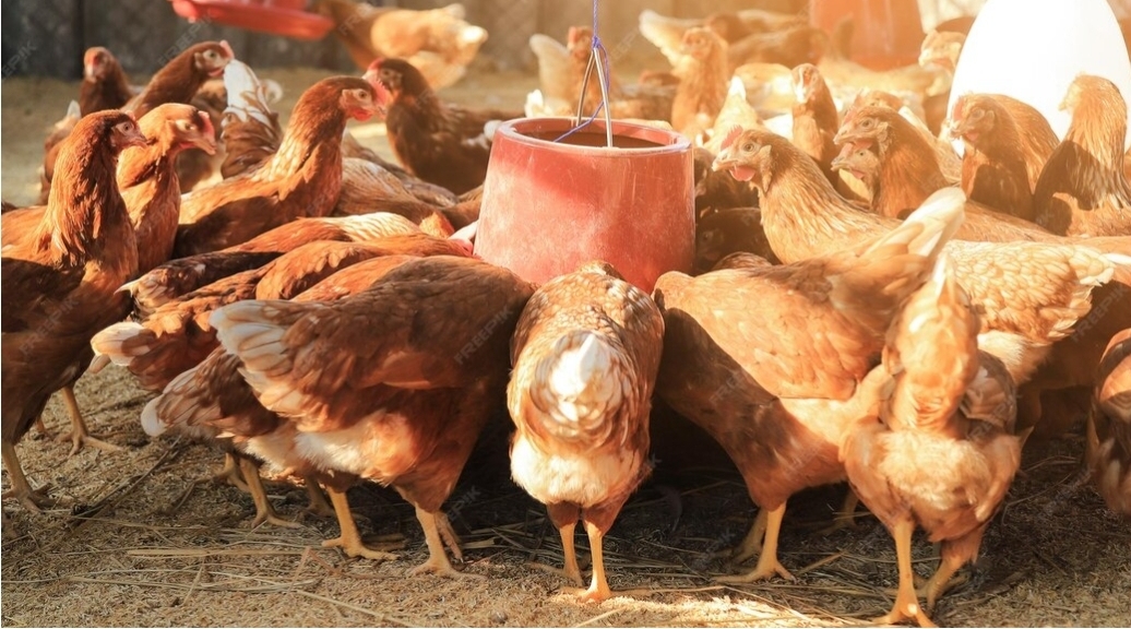 Free-Range Organic Hens at Feeding Time