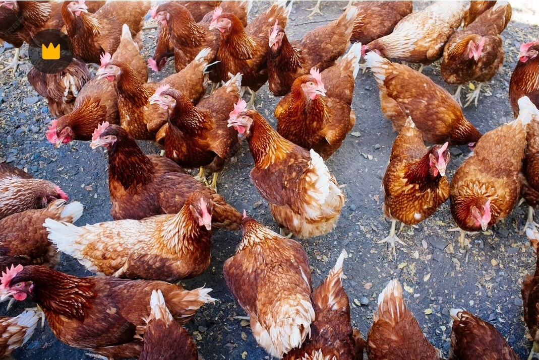 Free-Range Organic Hen Flock at Ochii Organic Breeders