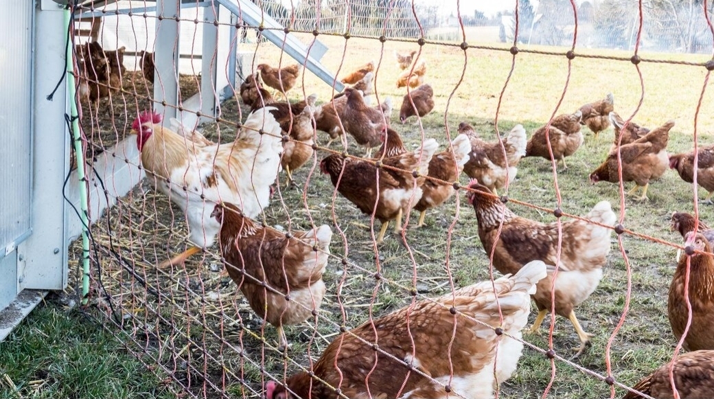 Free-Range Organic Chicken Flock at Ochii Organic Breeders