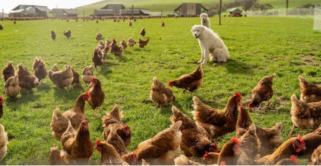 Free-Range Flock Grazing Under Guardian Watch