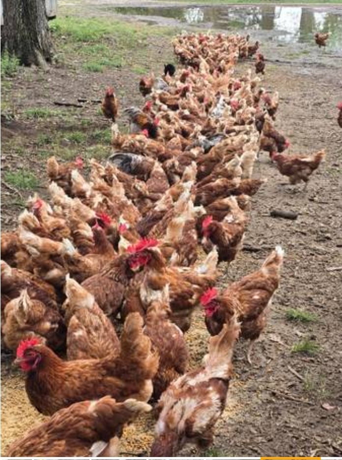 Free-Range Organic Chicken Flock at Ochii Organic Breeders