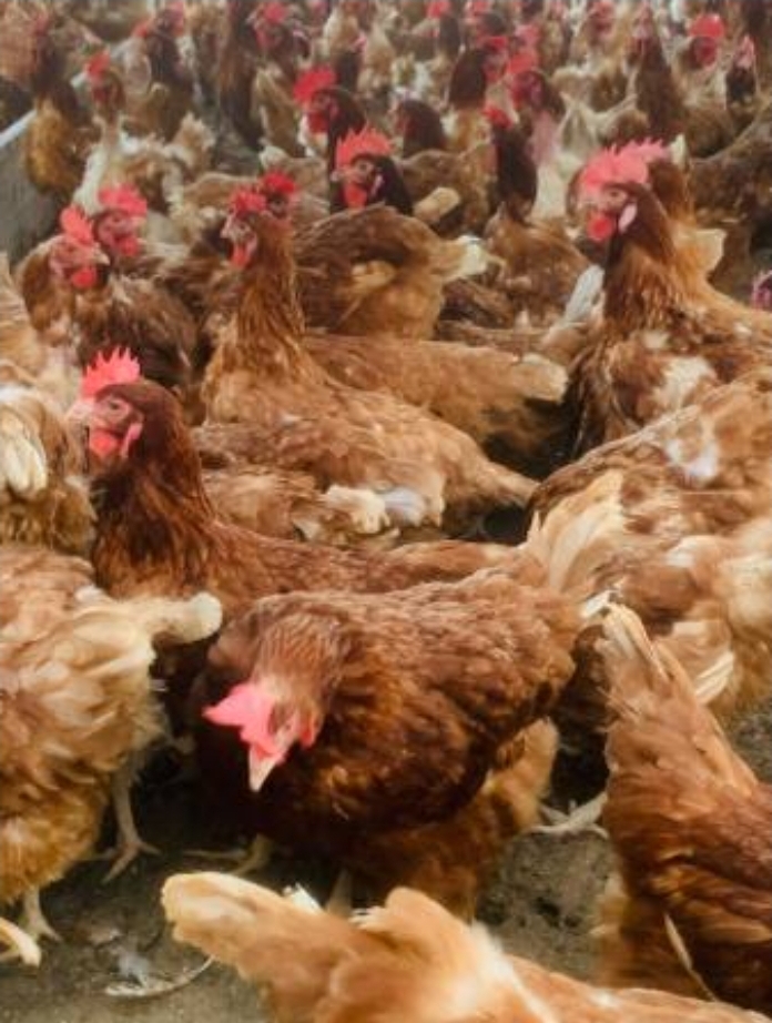 Free-Range Organic Chicken Flock – Ochii Organic Breeders