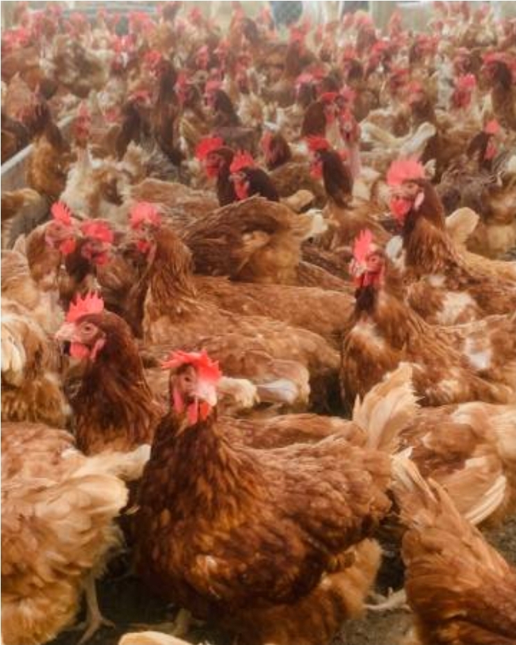 Free-Range Organic Hens at Ochii Organic Breeders
