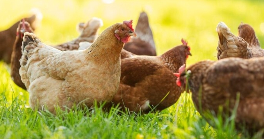 Free-Range Organic Hens at Ochii Organic Breeders