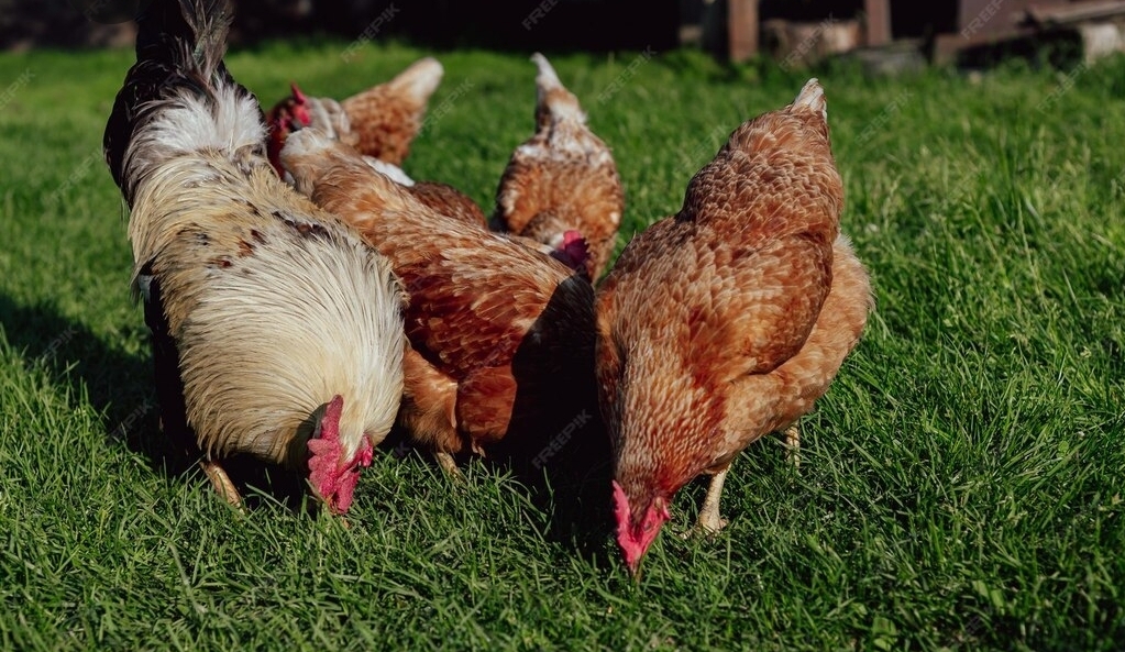 Free-Range Organic Chickens Grazing on Pasture