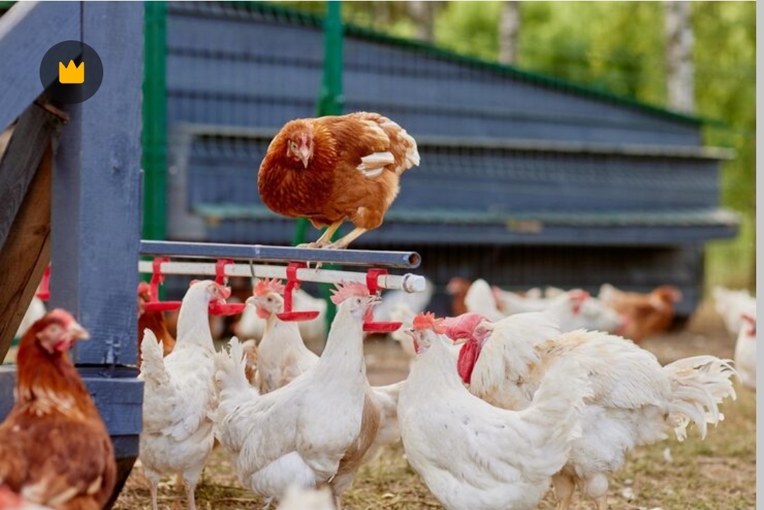 Free-Range Organic Chickens at Our Kabarnet Breeding Facility