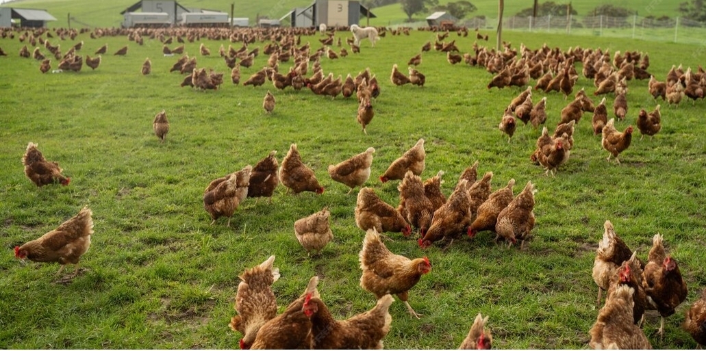 Free-Range Organic Hens on Open Pasture