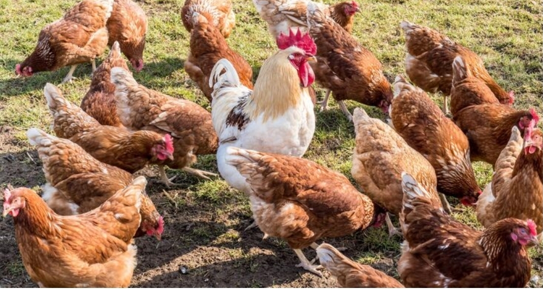Free-Range Organic Chicken Flock – Ochii Organic Breeders