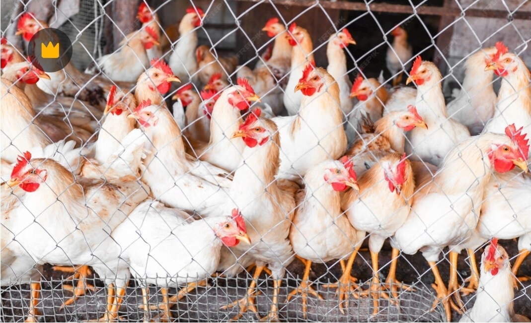 Organically Raised Chicken Flock at Ochii Organic Breeders