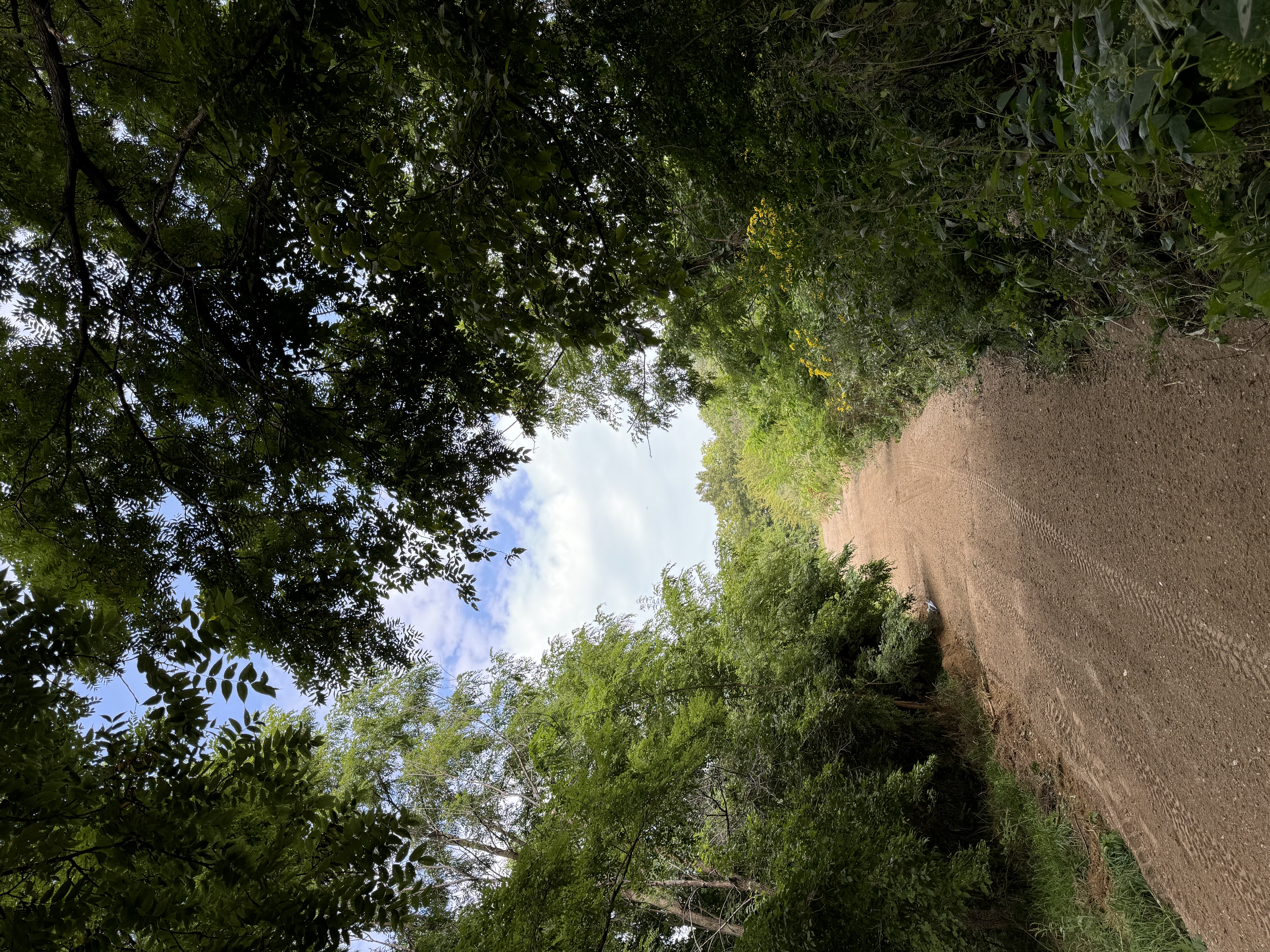 Land Clearing & Access Road Through Wooded Landscape